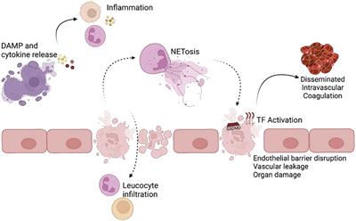 The role of pyroptosis in the occurrence and development of pregnancy-related diseases